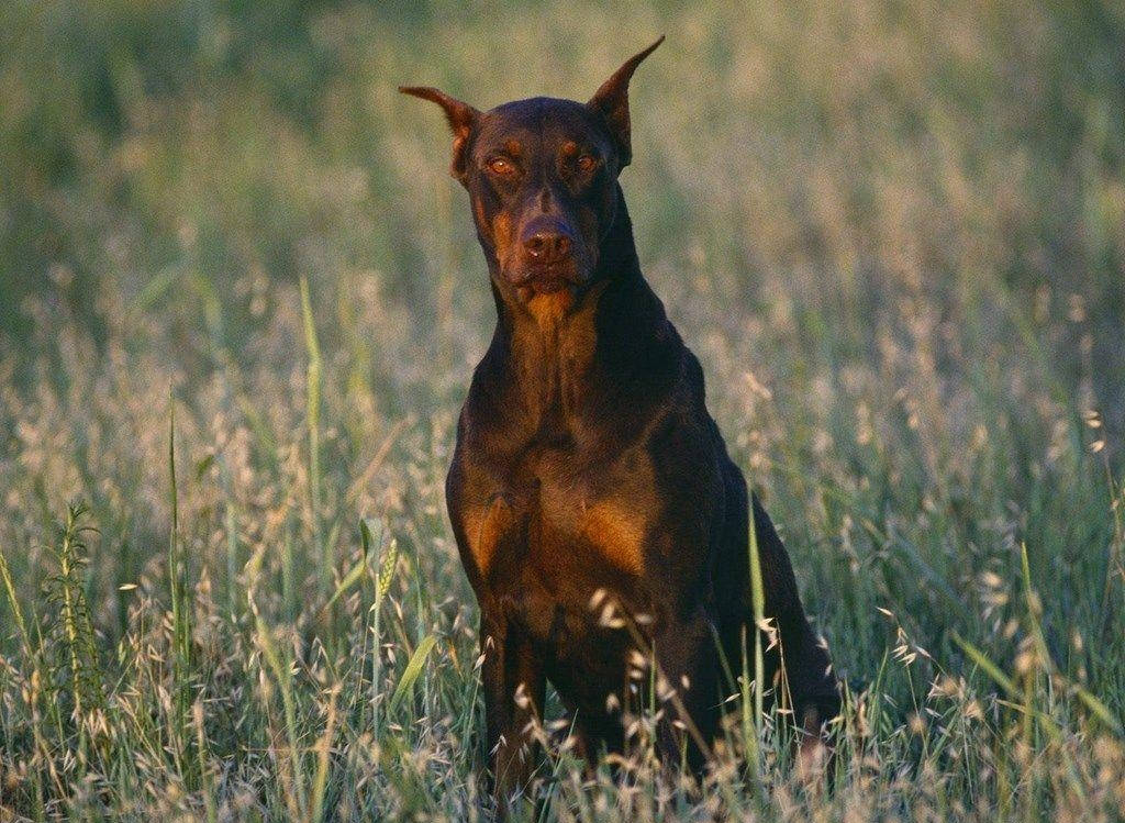 Big Doberman Dog Picture