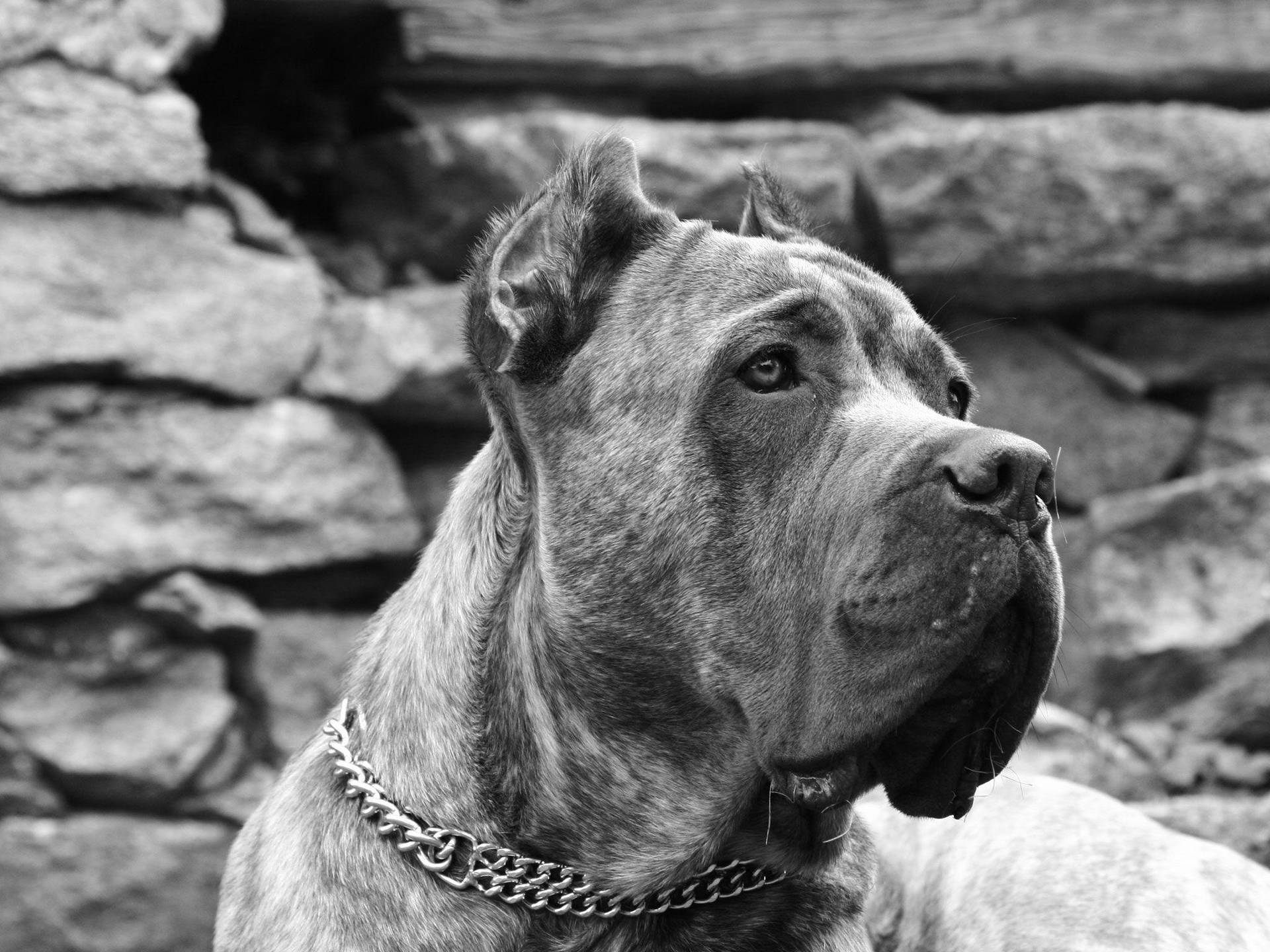 Big Dog In B&w Picture