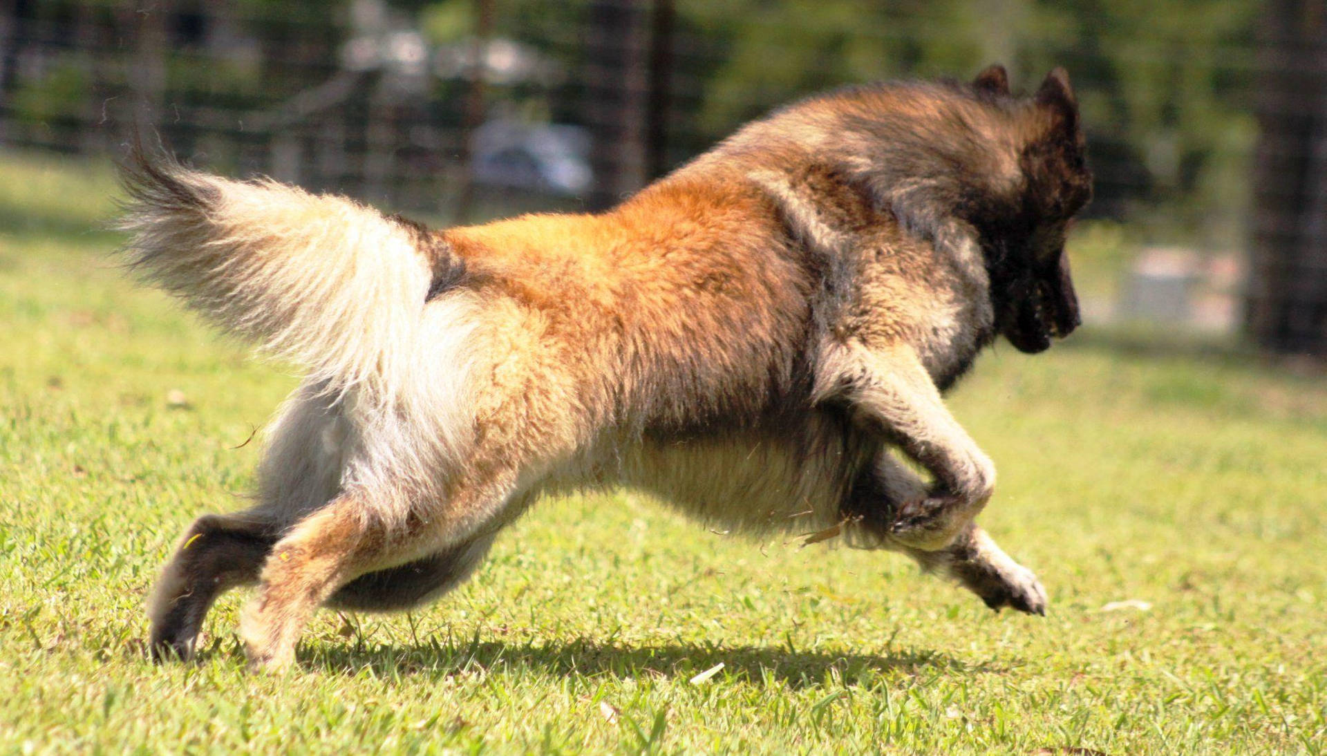 Big Dog Leaps Picture