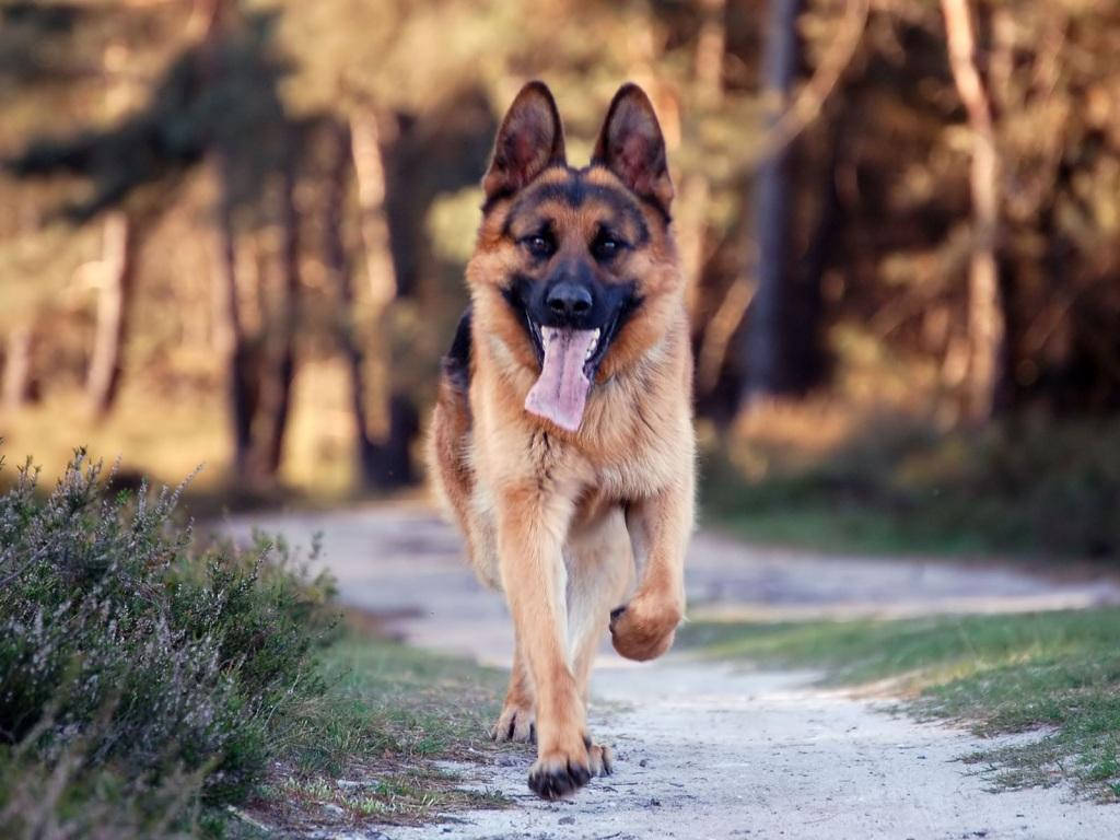 Big Dog Running Picture