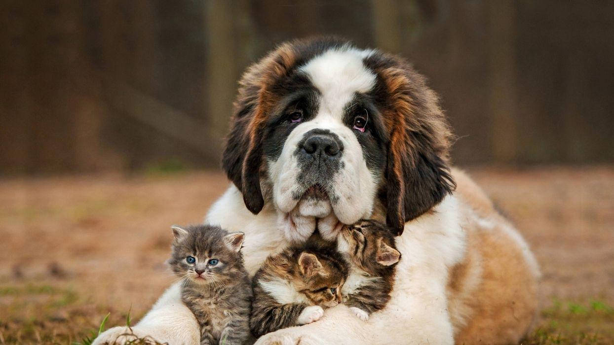 Big Dog With Kittens Background