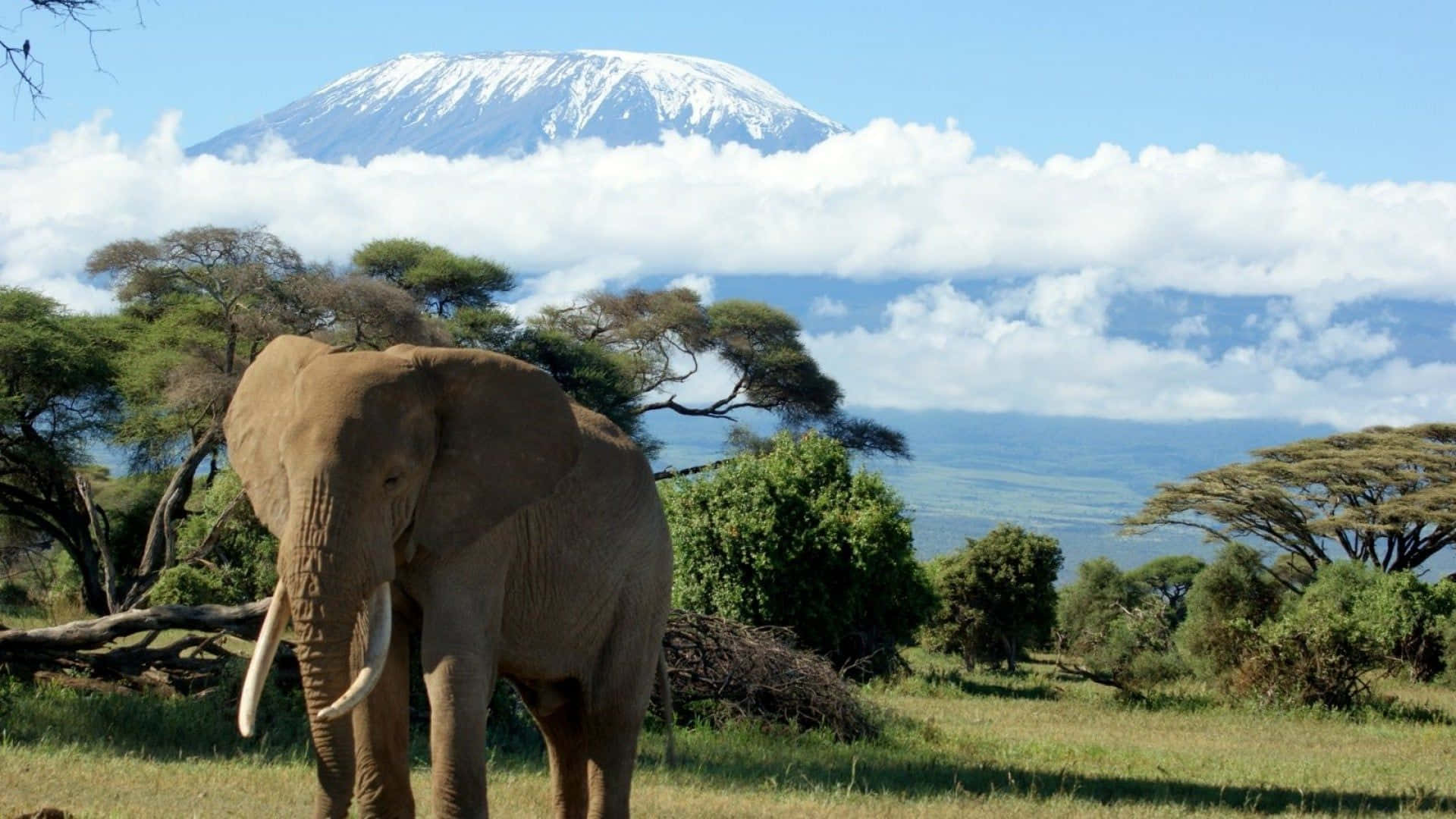 Big Elephant In Mount Kilimanjaro Wallpaper