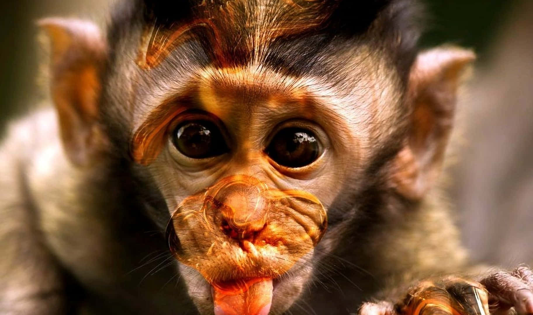 Big Eye Cute Monkey Photo Wallpaper