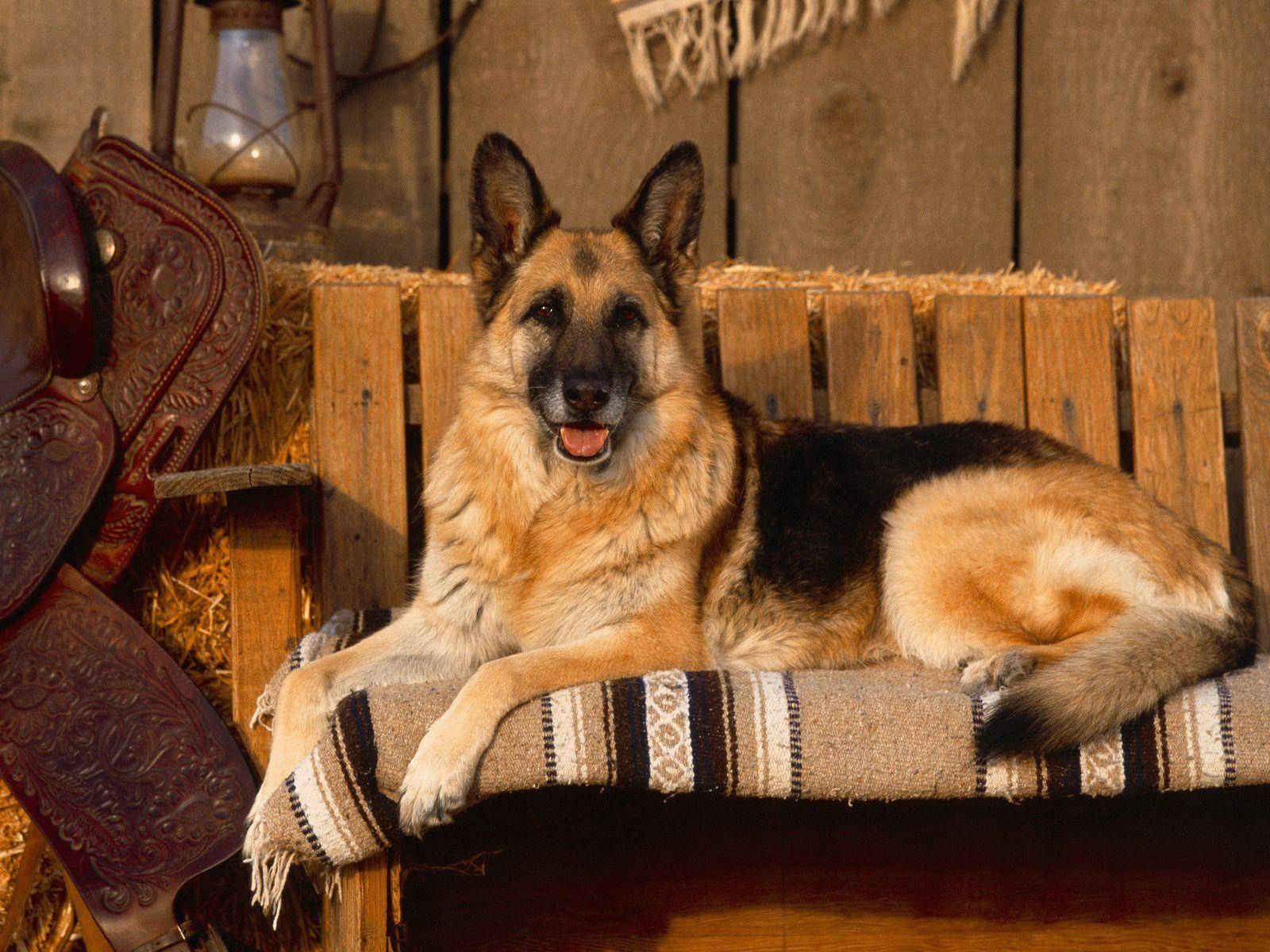 Big German Shepherd Dog Picture