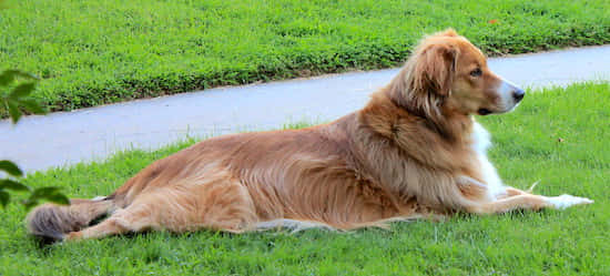 Big Golden Retriever Dog Background