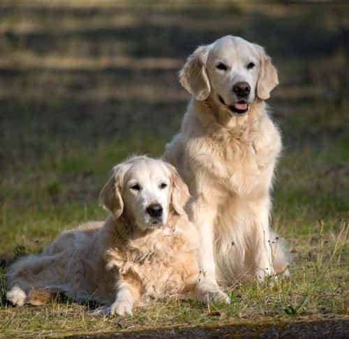 Big Golden Retriever Dogs Wallpaper
