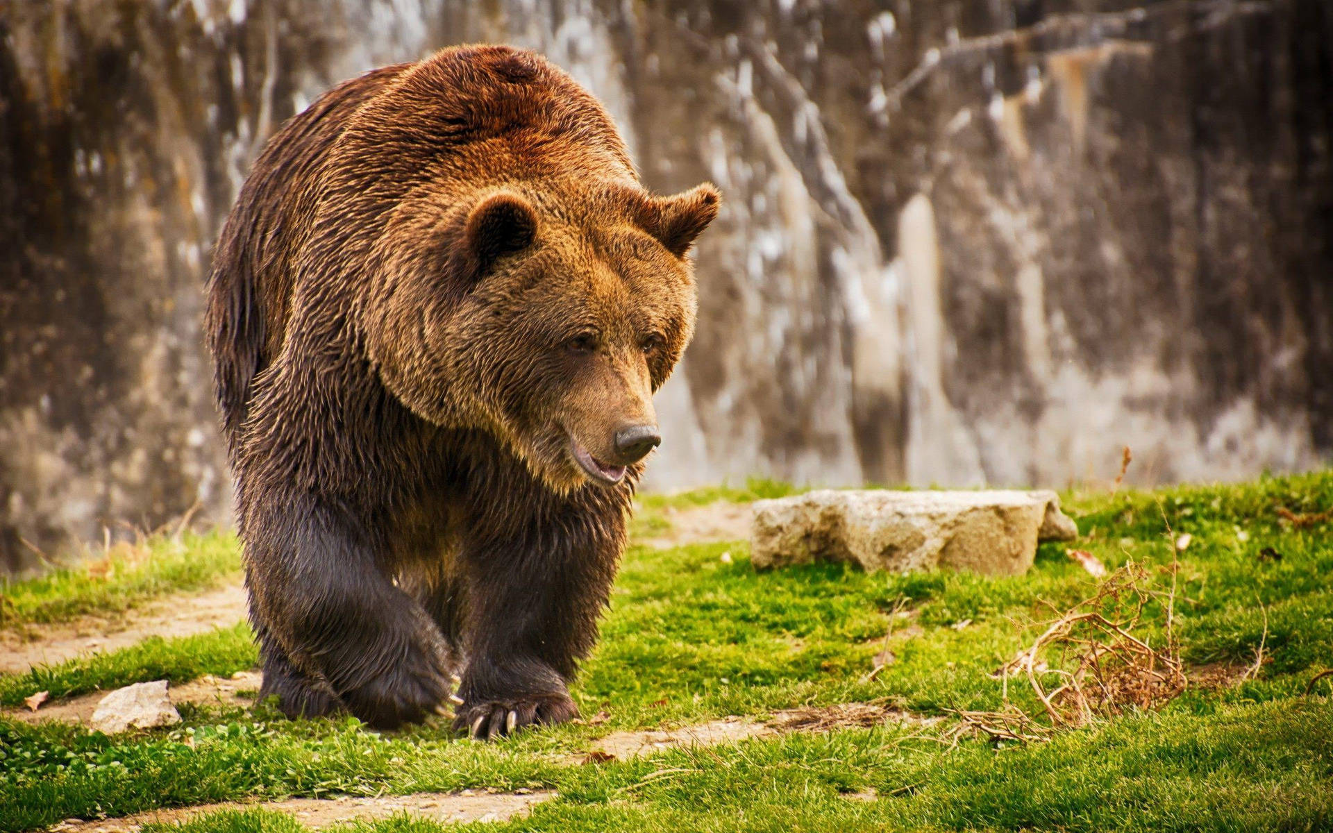 Big Kodiak Bear Walking