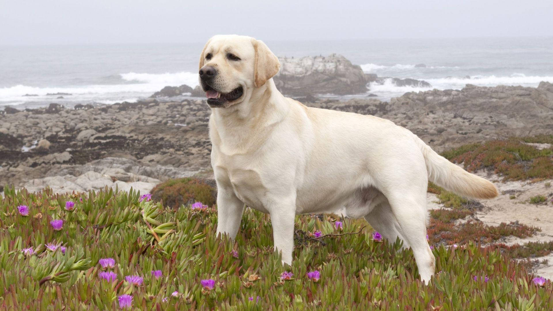 Stor Labrador hund som en vægmaleri: 