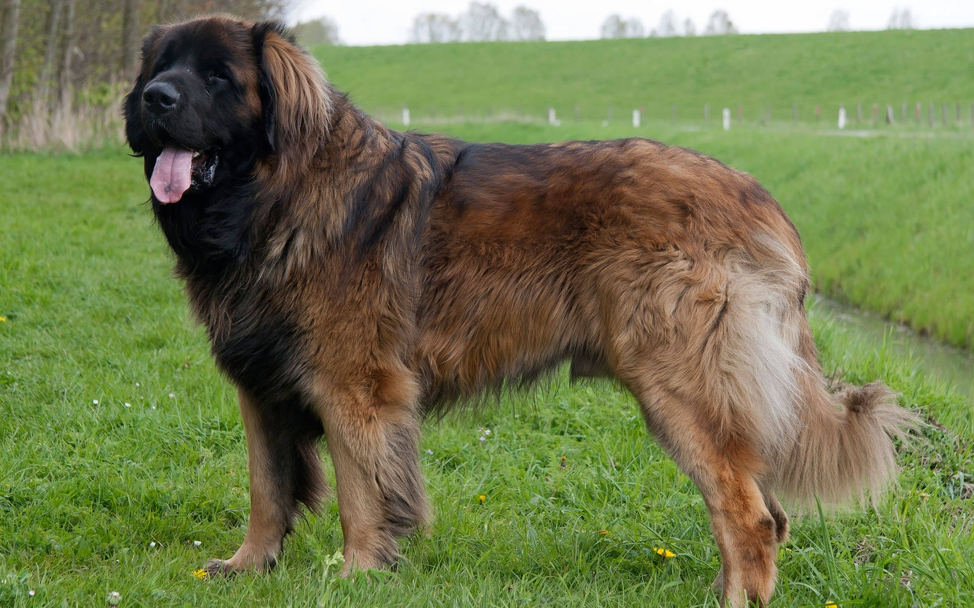 Big Leonberger Dog Picture