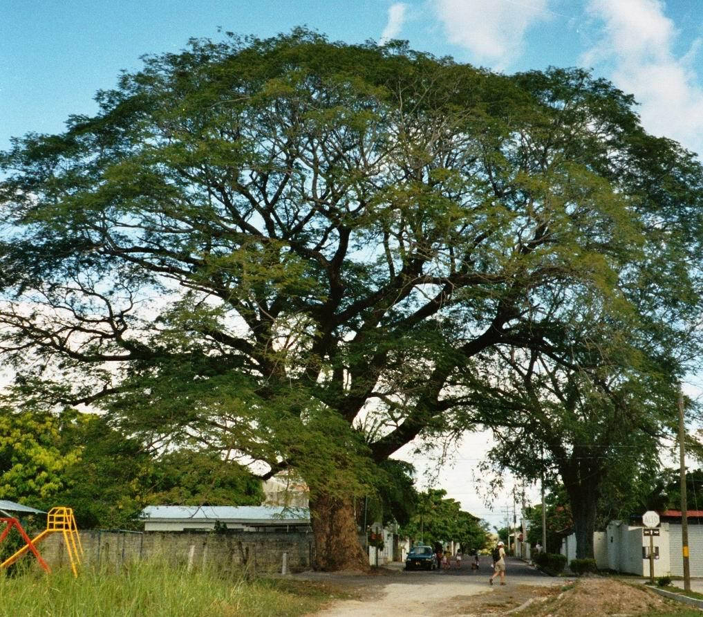Big Old Tree Liberia