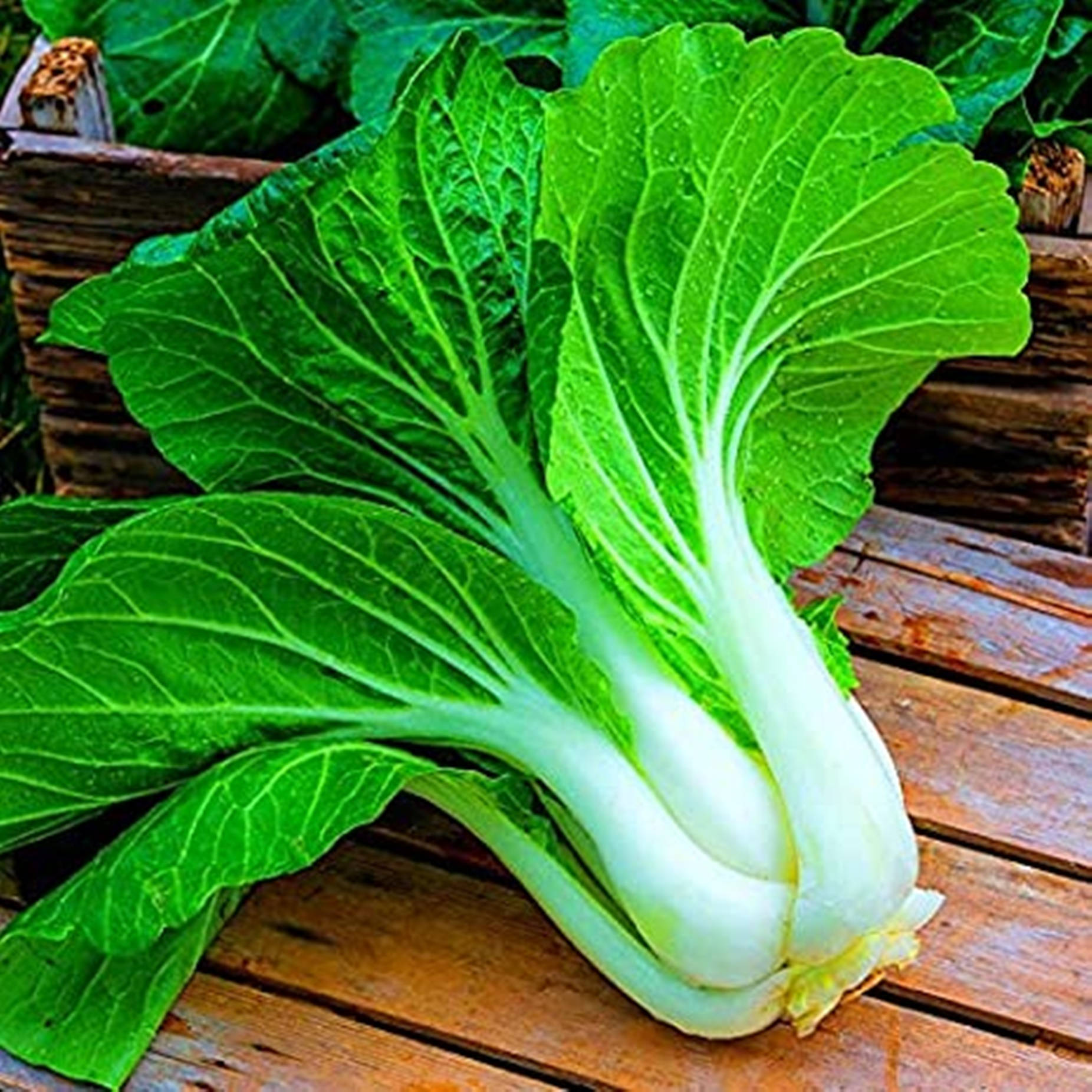 A Beautiful Display of Organic Bok Choy Cabbage Wallpaper