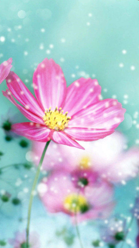 Big Petal Pink Blomst Iphone Wallpaper