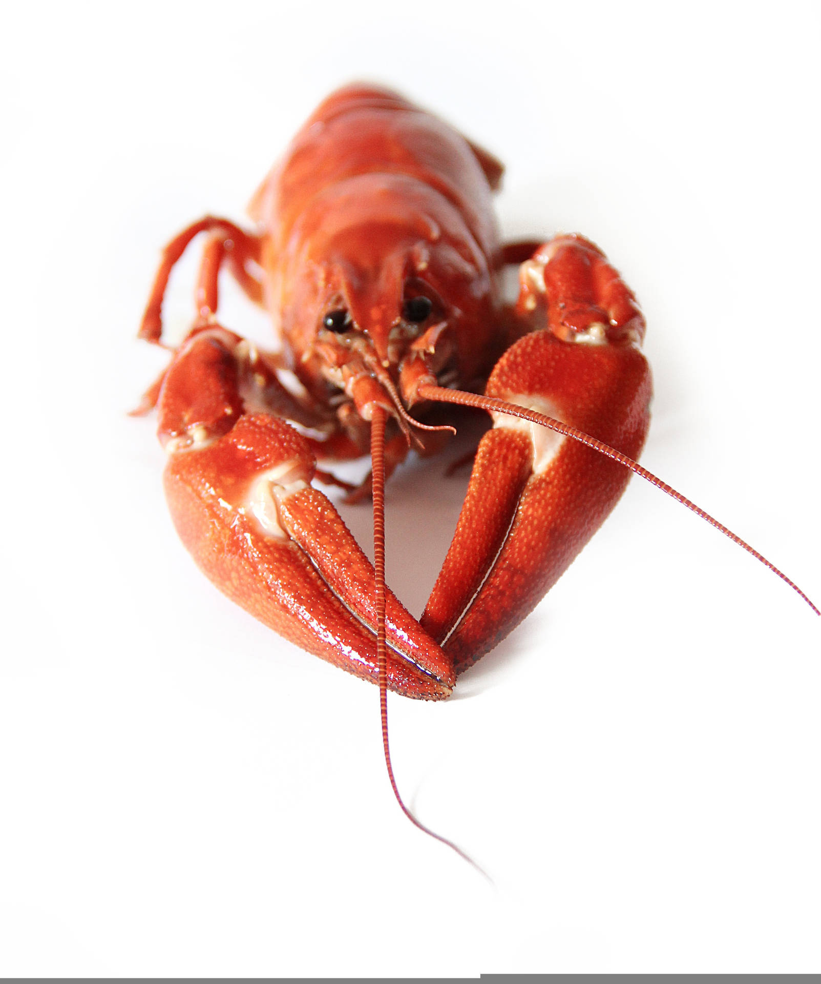 Big Pincered Red Crayfish Wallpaper