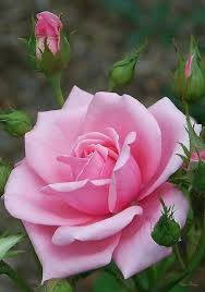 Granderosa Rosa. Sfondo