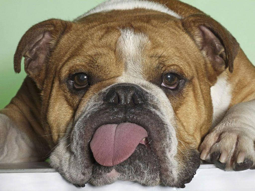 Big Playful Dog Wallpaper