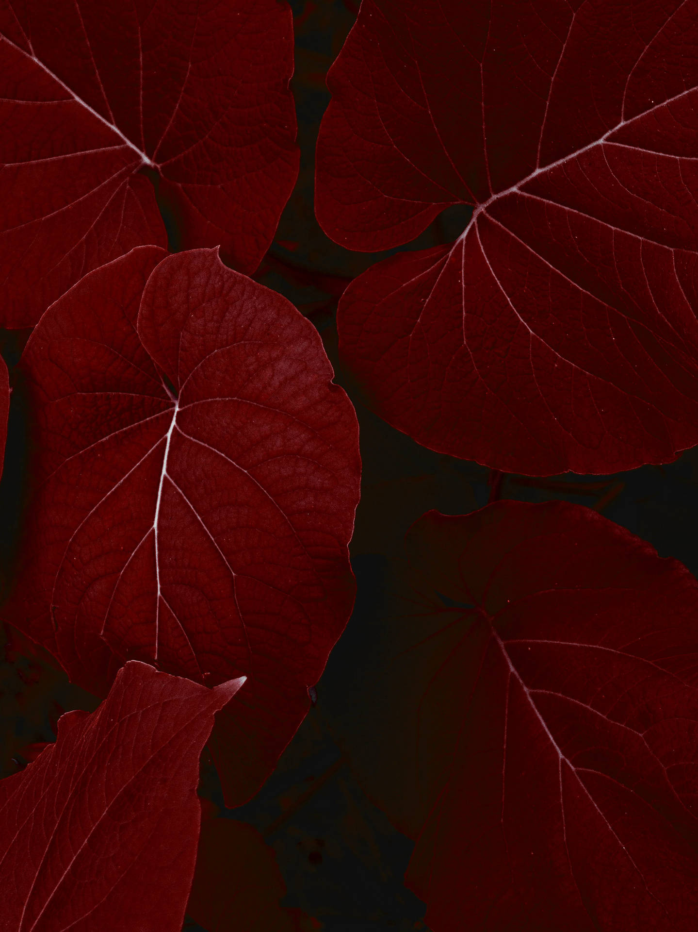 Big Red Leaves Iphone X Nature
