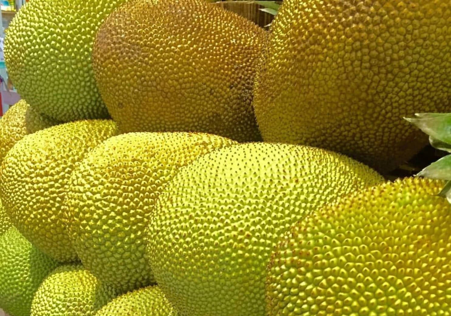 Grandesjackfruits Maduros. Fondo de pantalla
