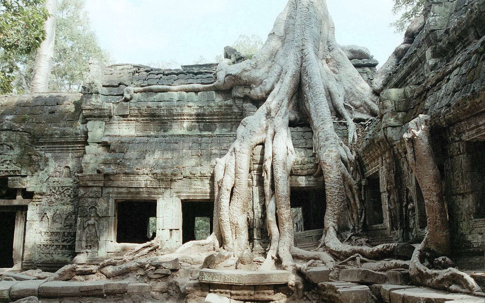 Big Root In Temple Cambodia Wallpaper