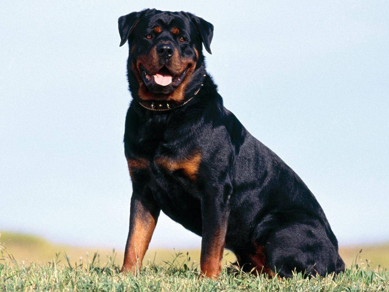 Big Rottweiler Dog Picture