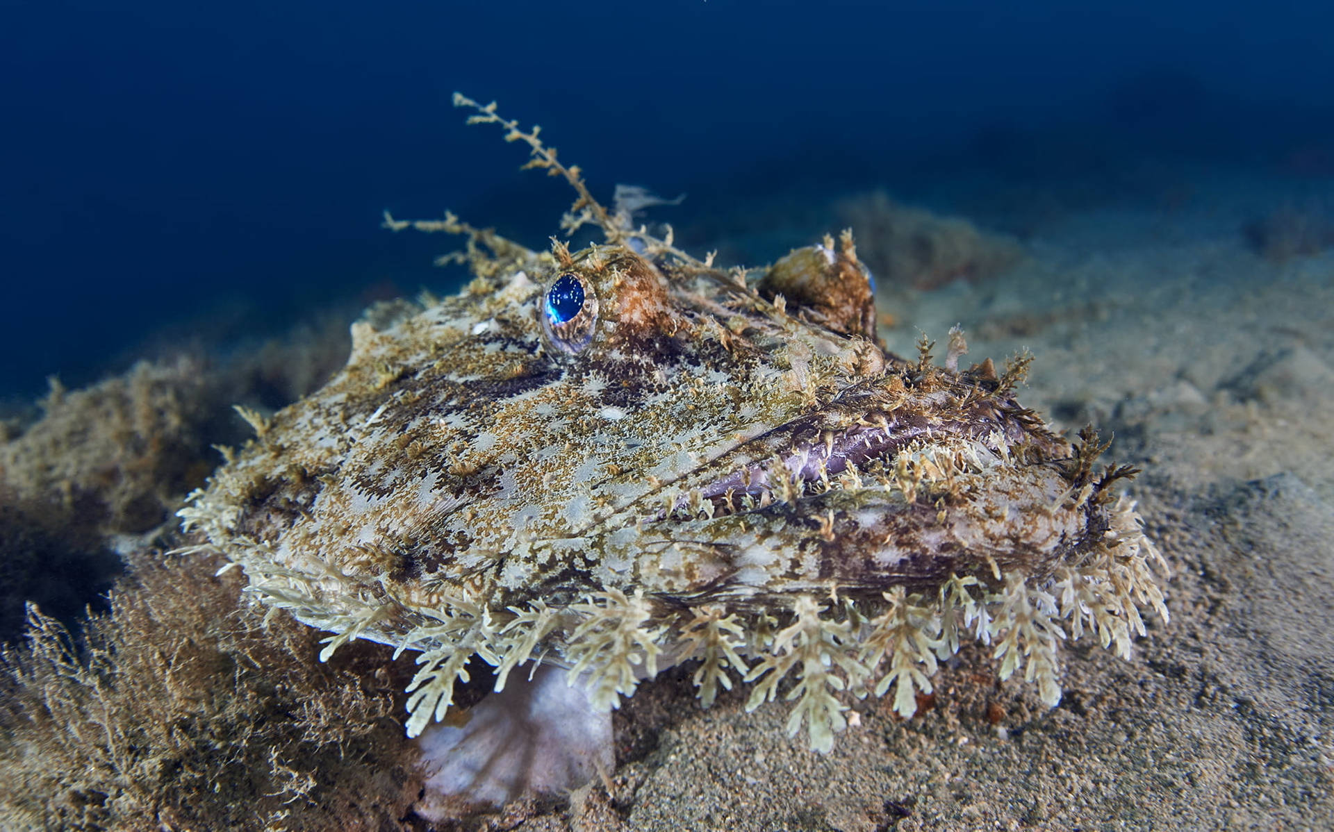 Big Sea Monkfish Picture