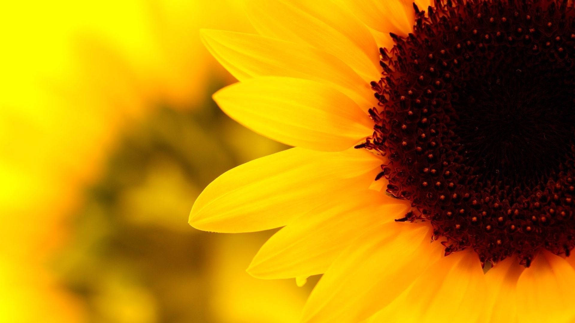 "Vibrant Sunflower Aesthetic - Reflecting Nature's Finest Artwork" Wallpaper