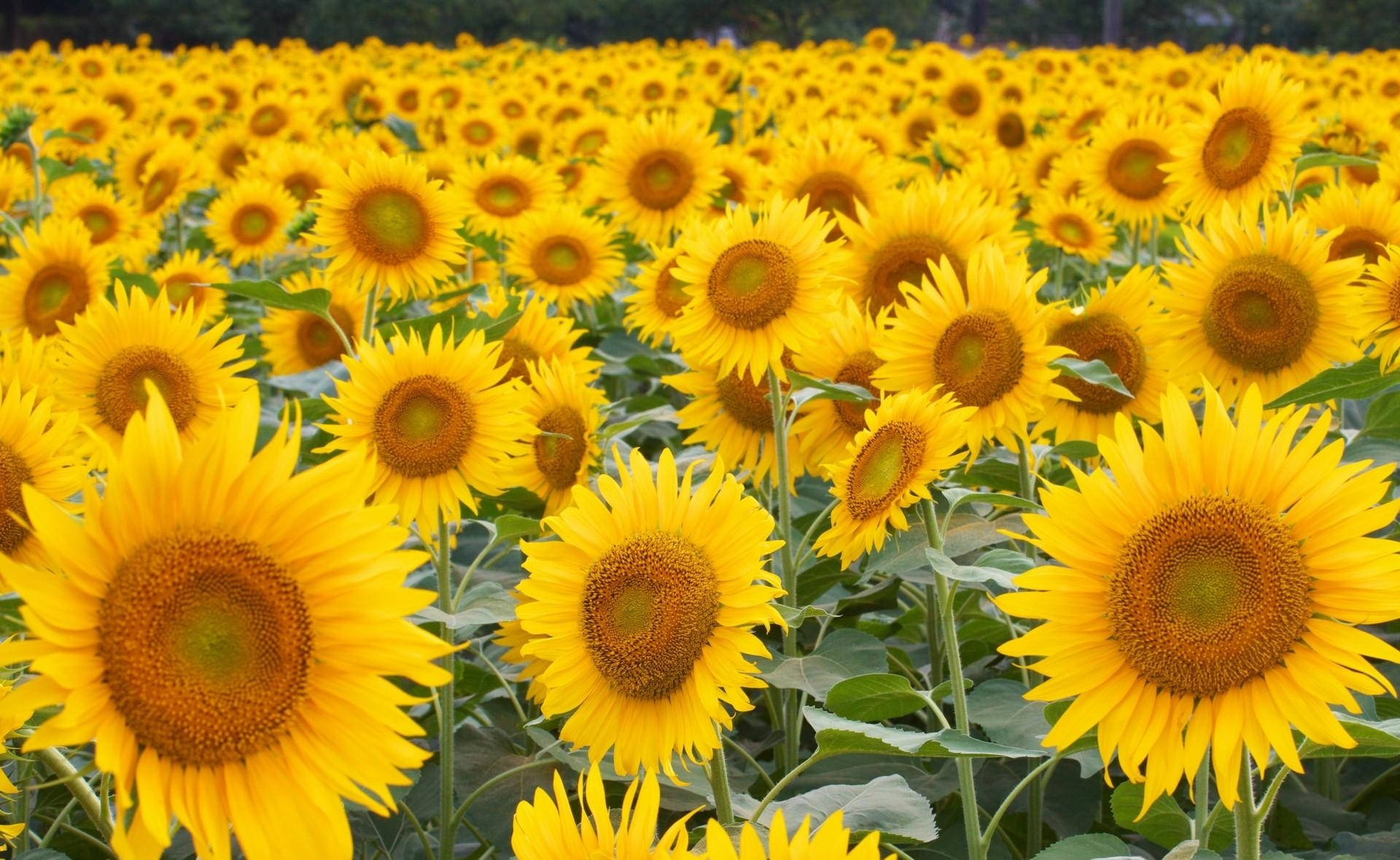 Big Sunflowers Field