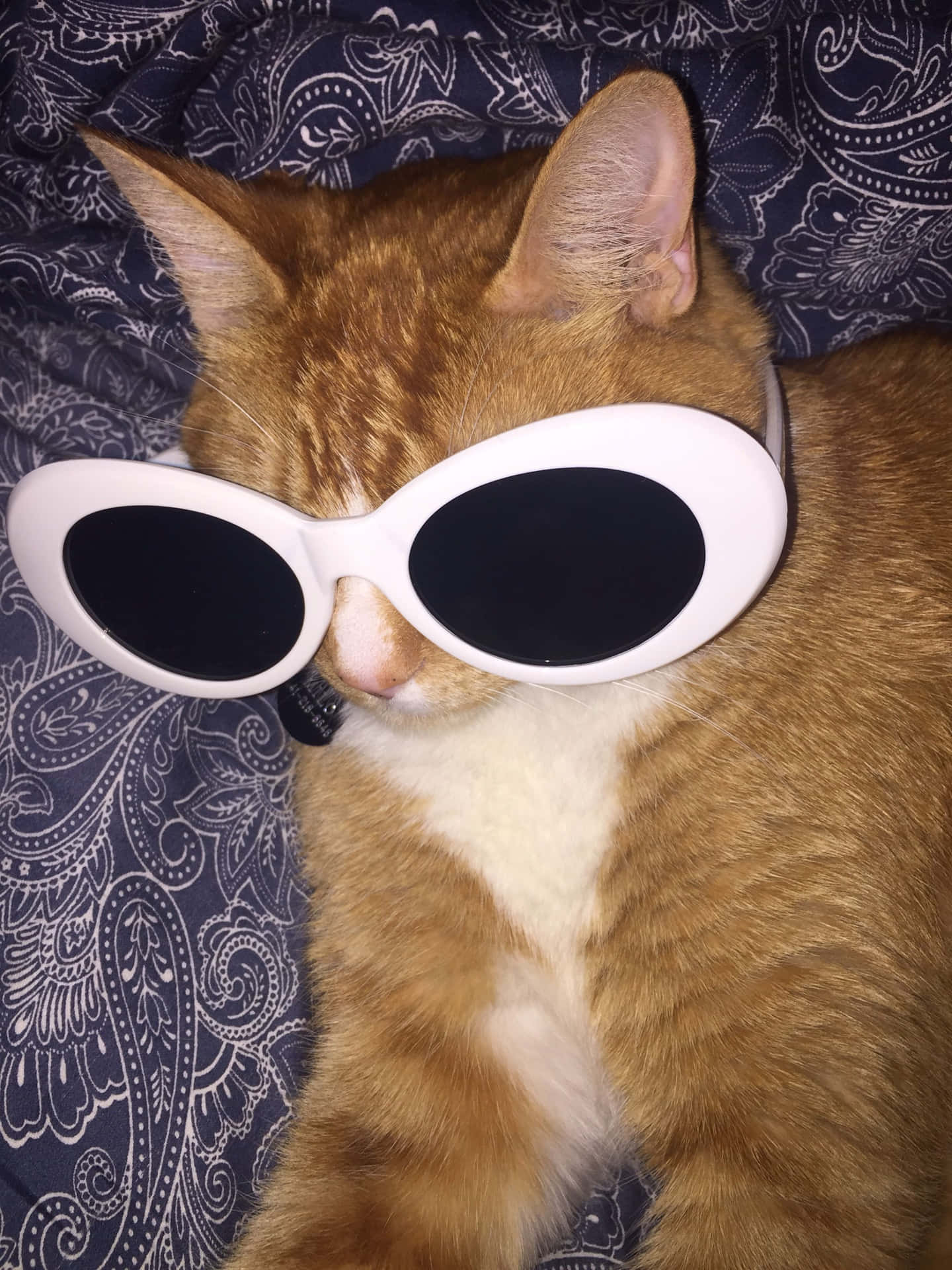 Big Sunglasses Cute Cat PFP Wallpaper