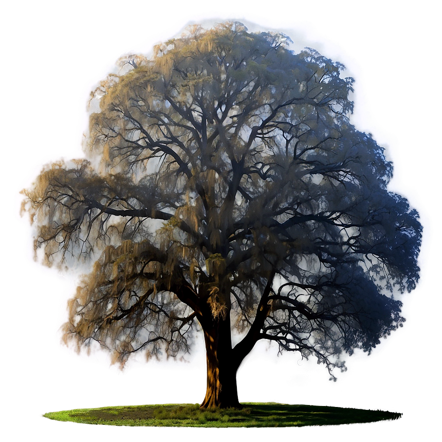 Big Tree In Foggy Landscape Png 06262024 PNG
