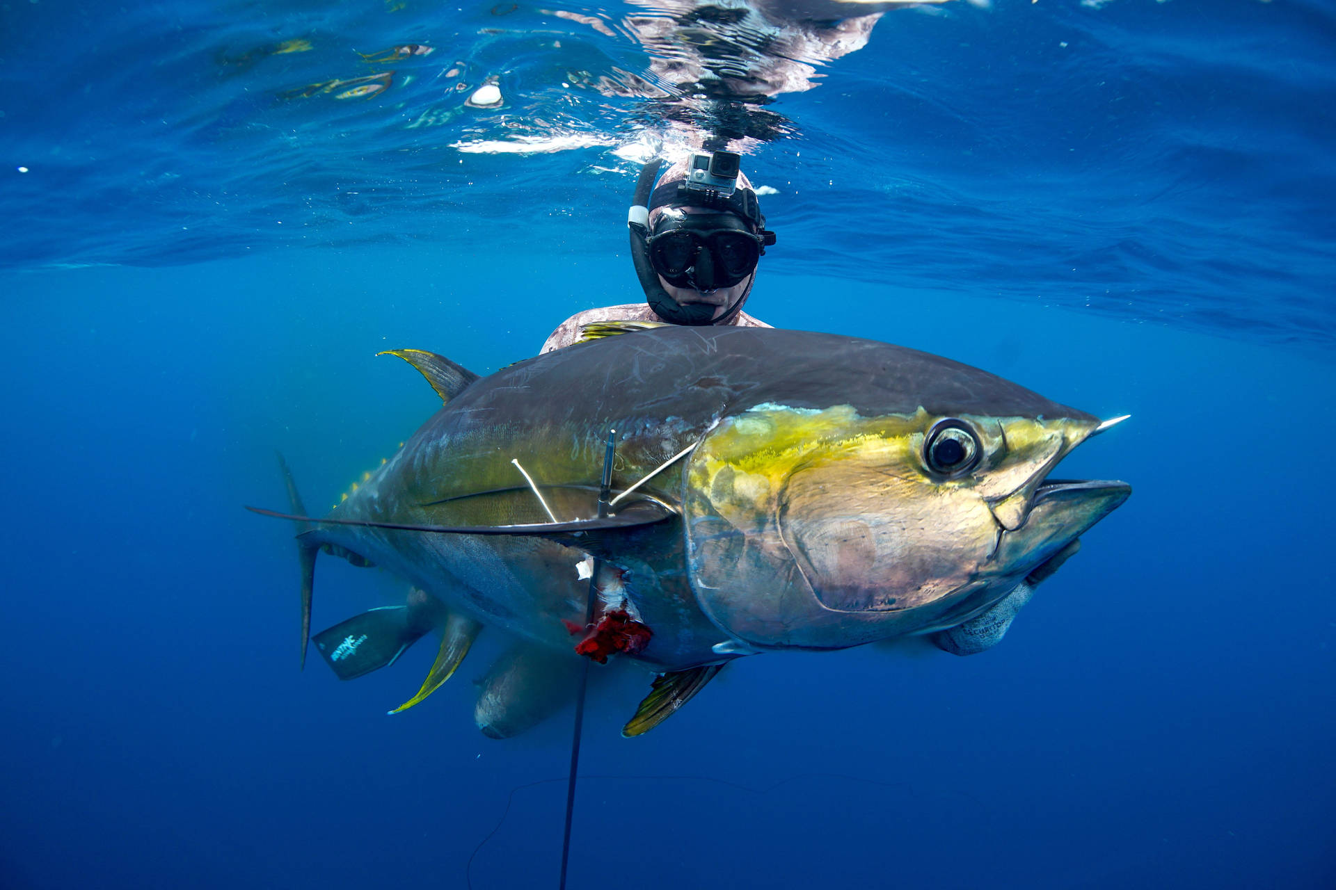 Big Tuna Fresh Catch Wallpaper