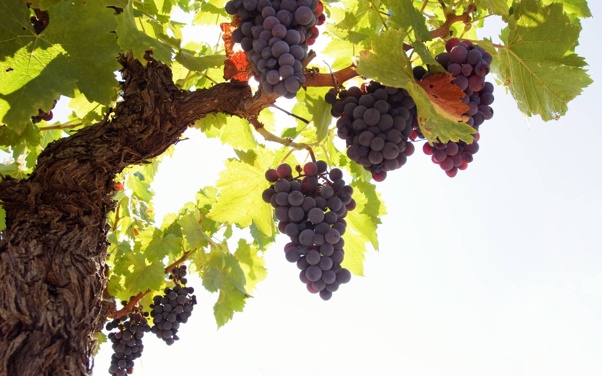 Big Vine Of Concord Purple Grapes Wallpaper