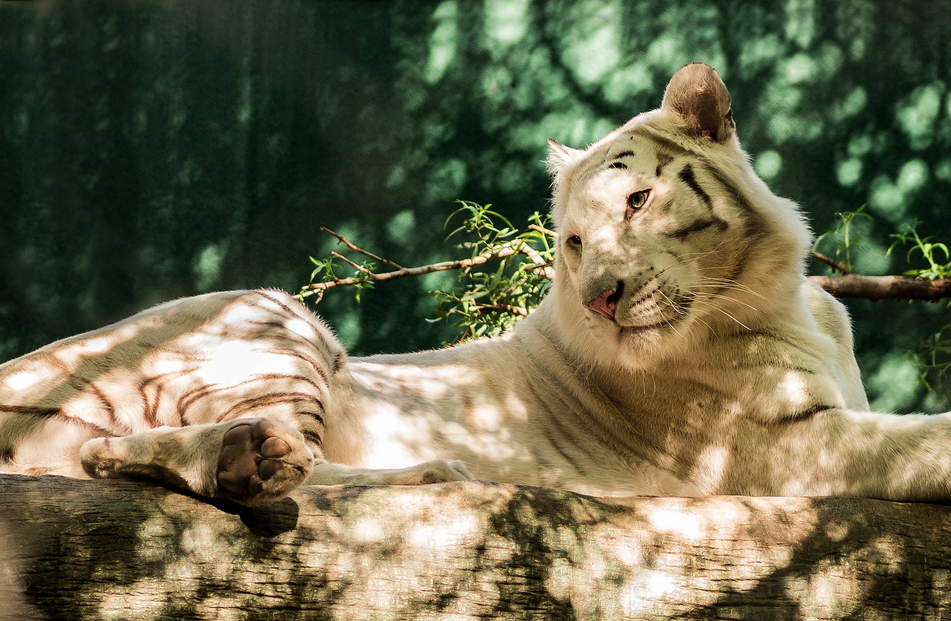 Big White Predator Tiger Background