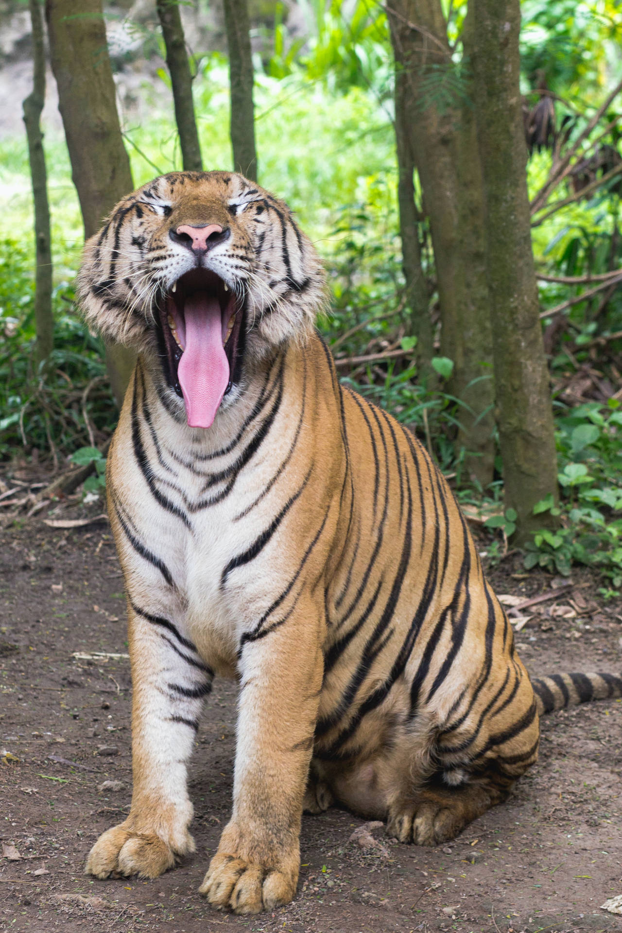 Big Yawn Bengal Tiger Hd Wallpaper