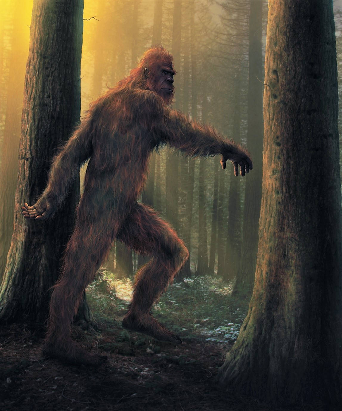 A Bigfoot Walking Through The Woods Wallpaper