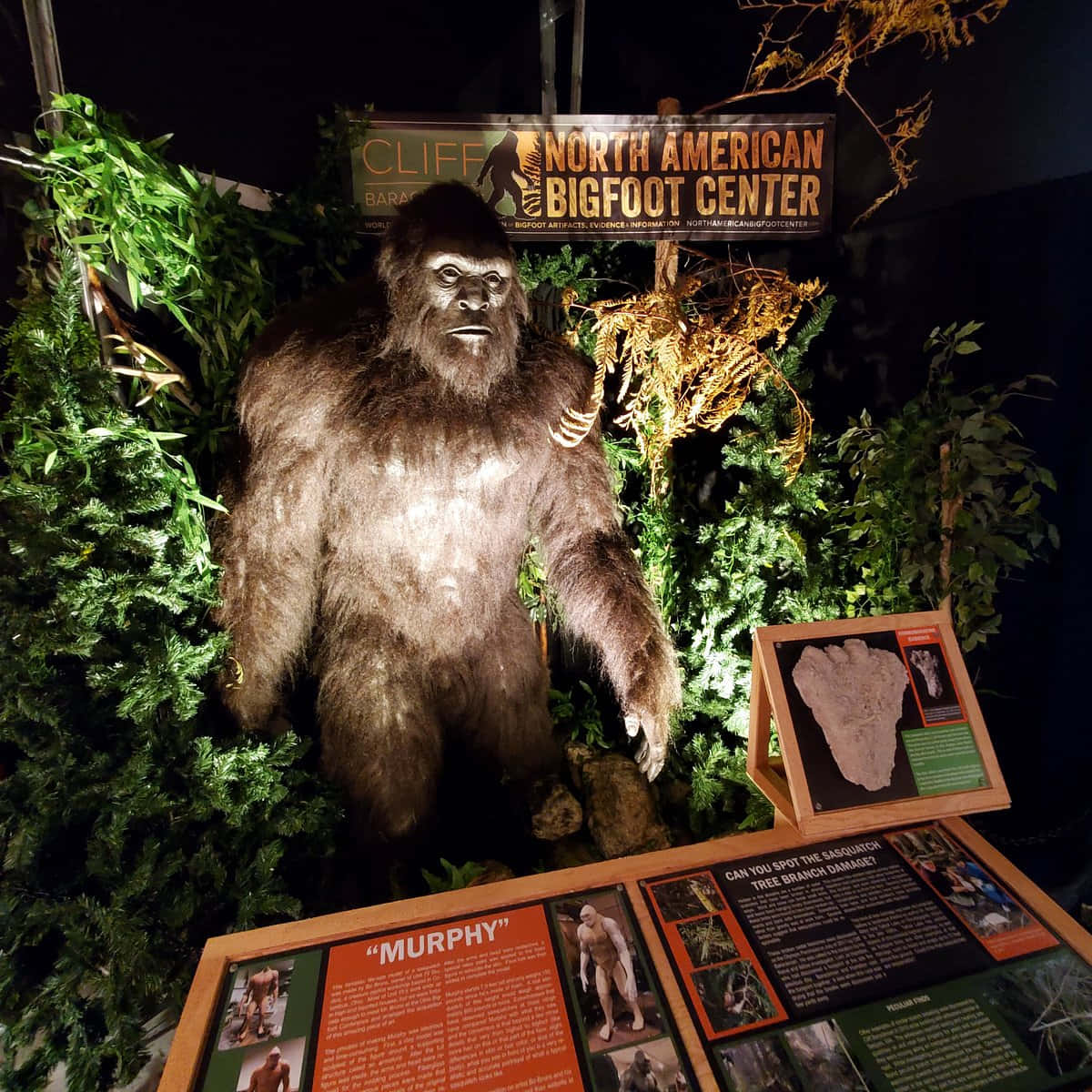 A Bigfoot Statue Is Displayed In A Museum