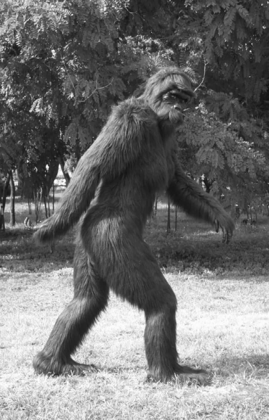 A Bigfoot sighting in the deep forests of North America.