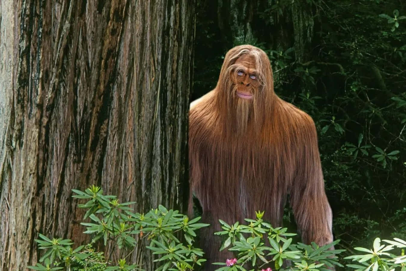 A mysterious figure of Bigfoot spotted in the woods.