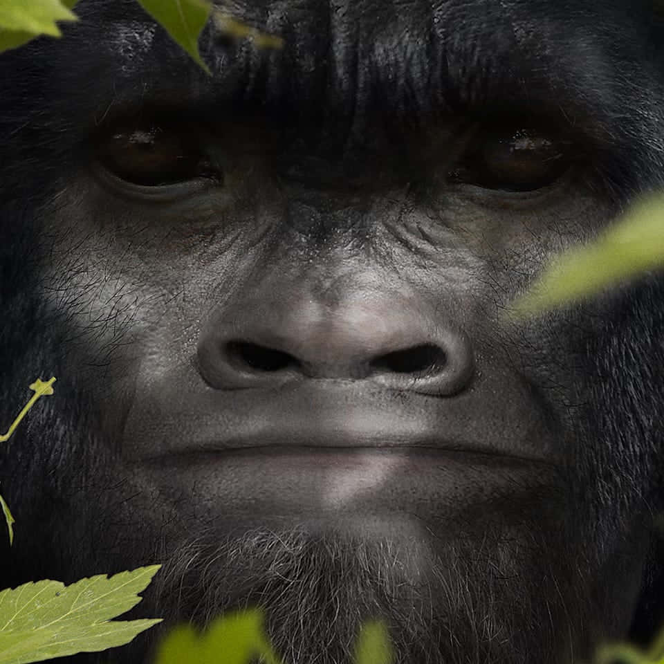 A Gorilla Is Seen Through A Leafy Forest
