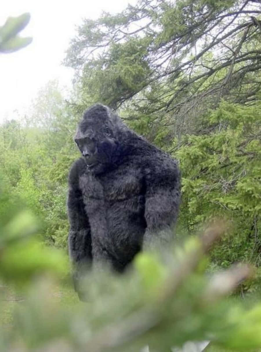 Is Bigfoot Real?