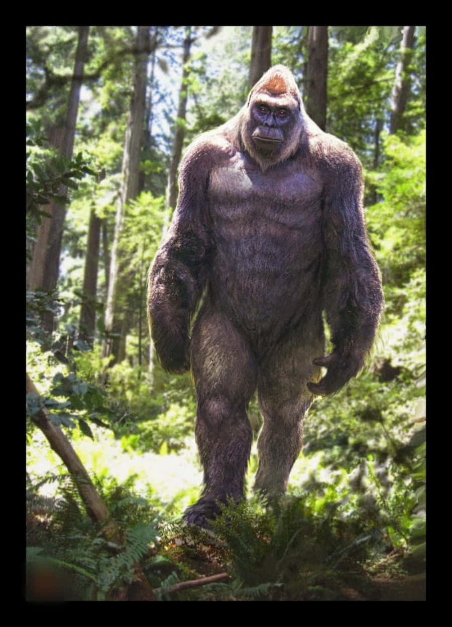 A Gorilla Is Walking Through The Woods