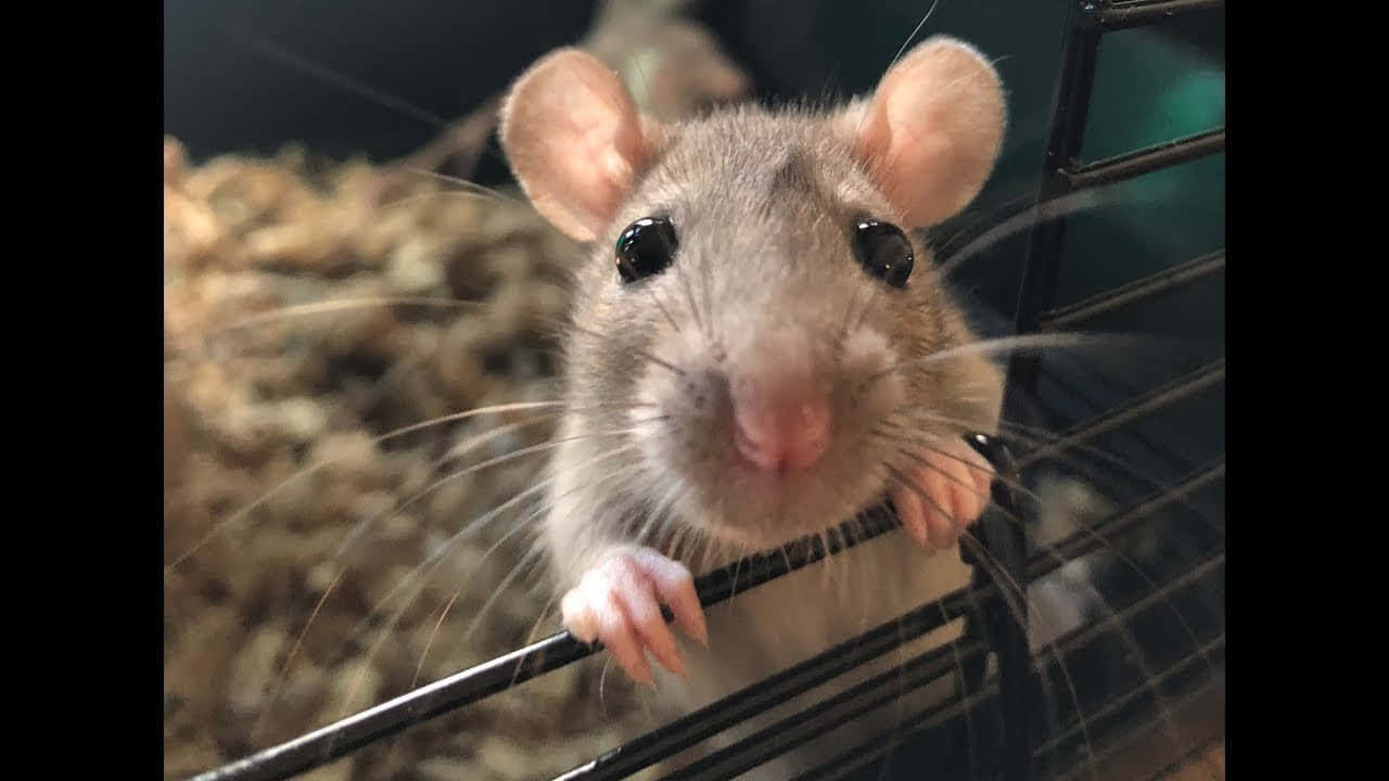 Bildeines Ratten Mit Großen Augen