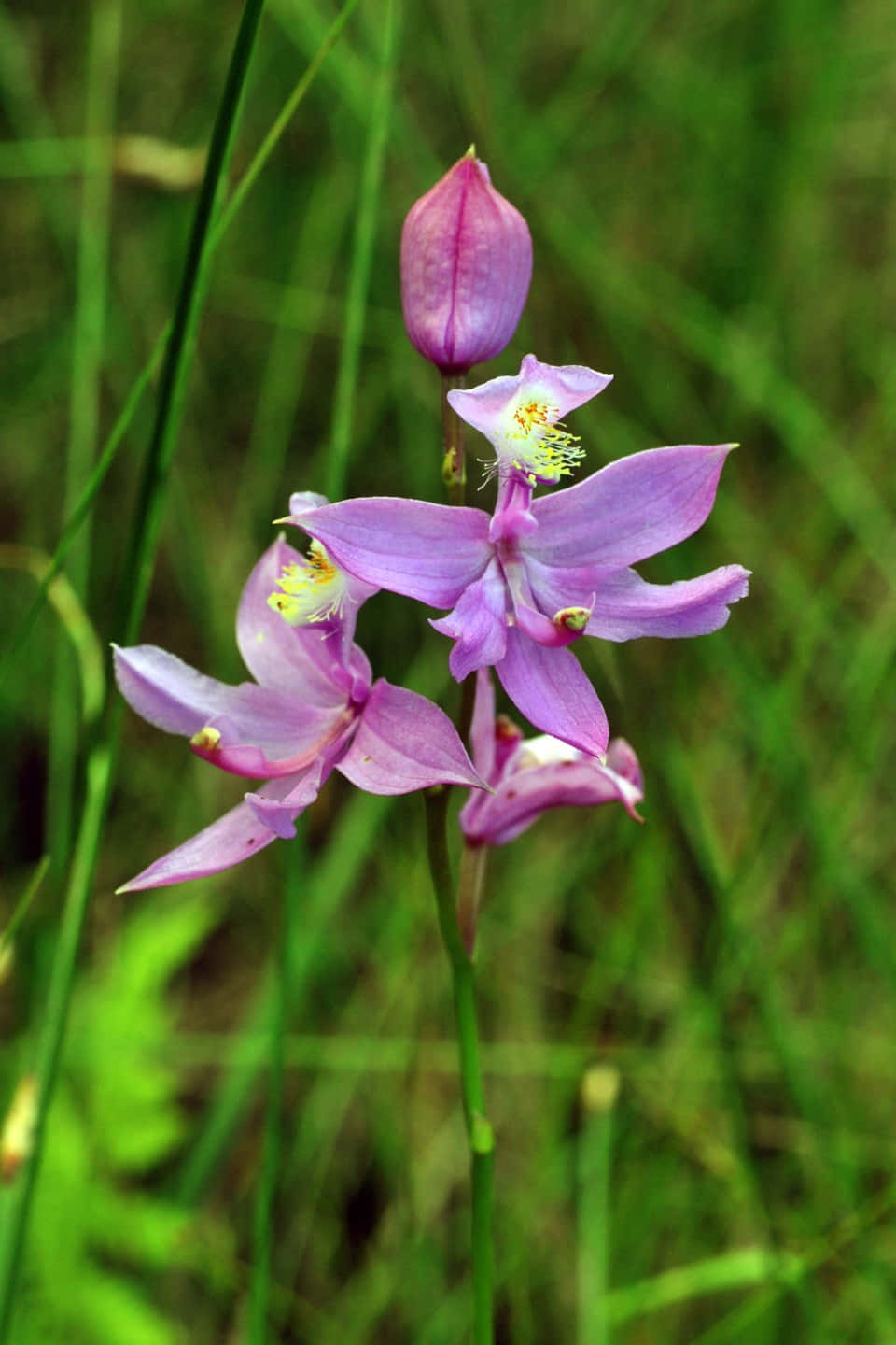 Bildvon Wilden Orchideen