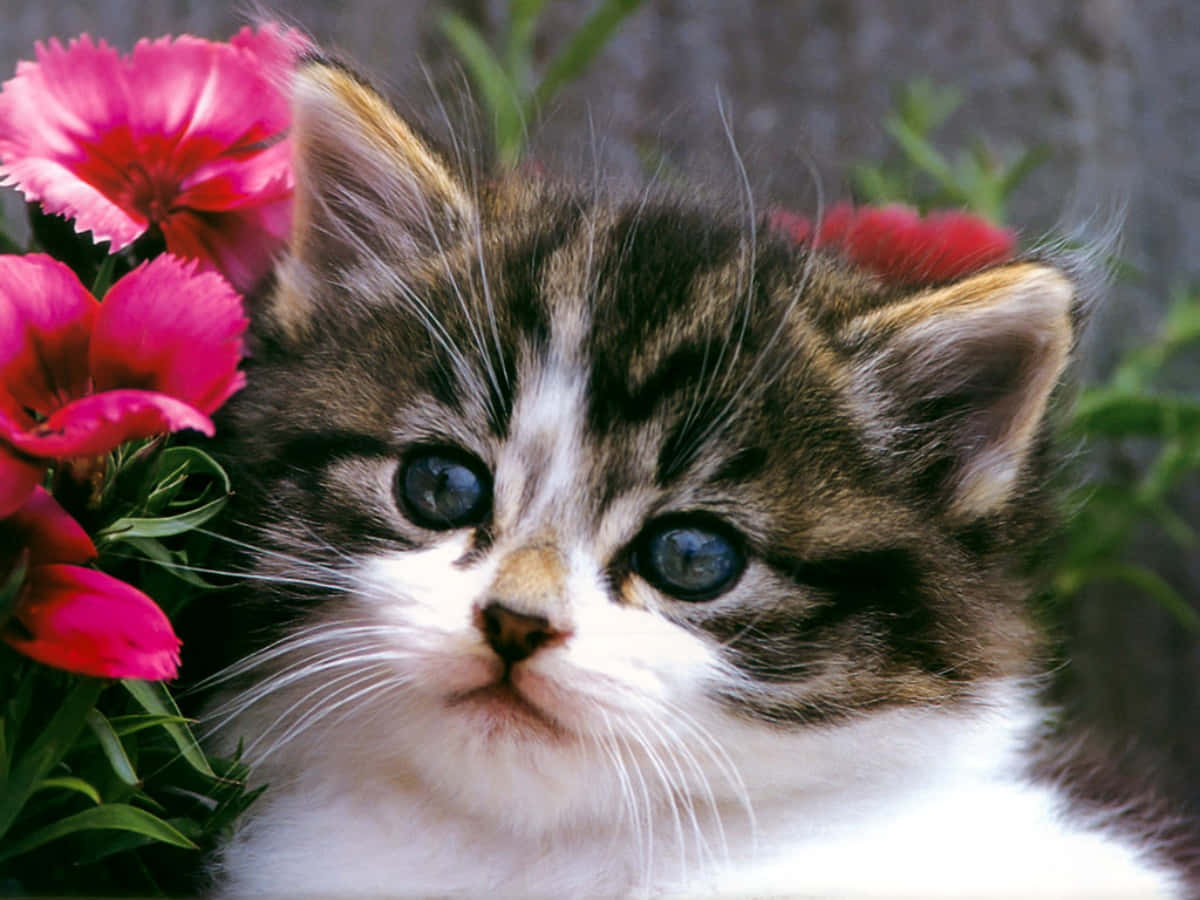Bildeines Kätzchens Mit Pinken Blumen