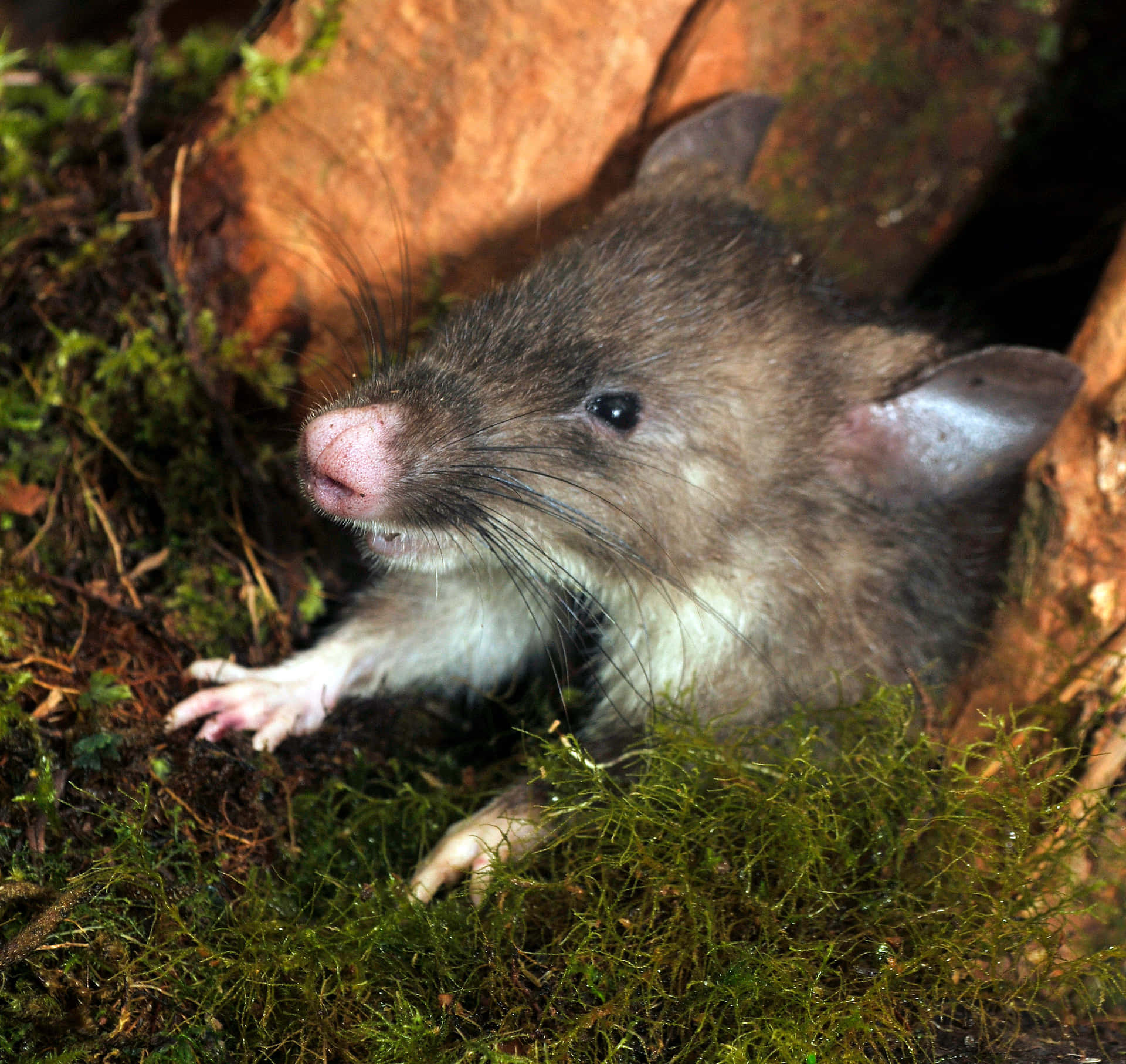Bildvon Einer Ratte Im Wald