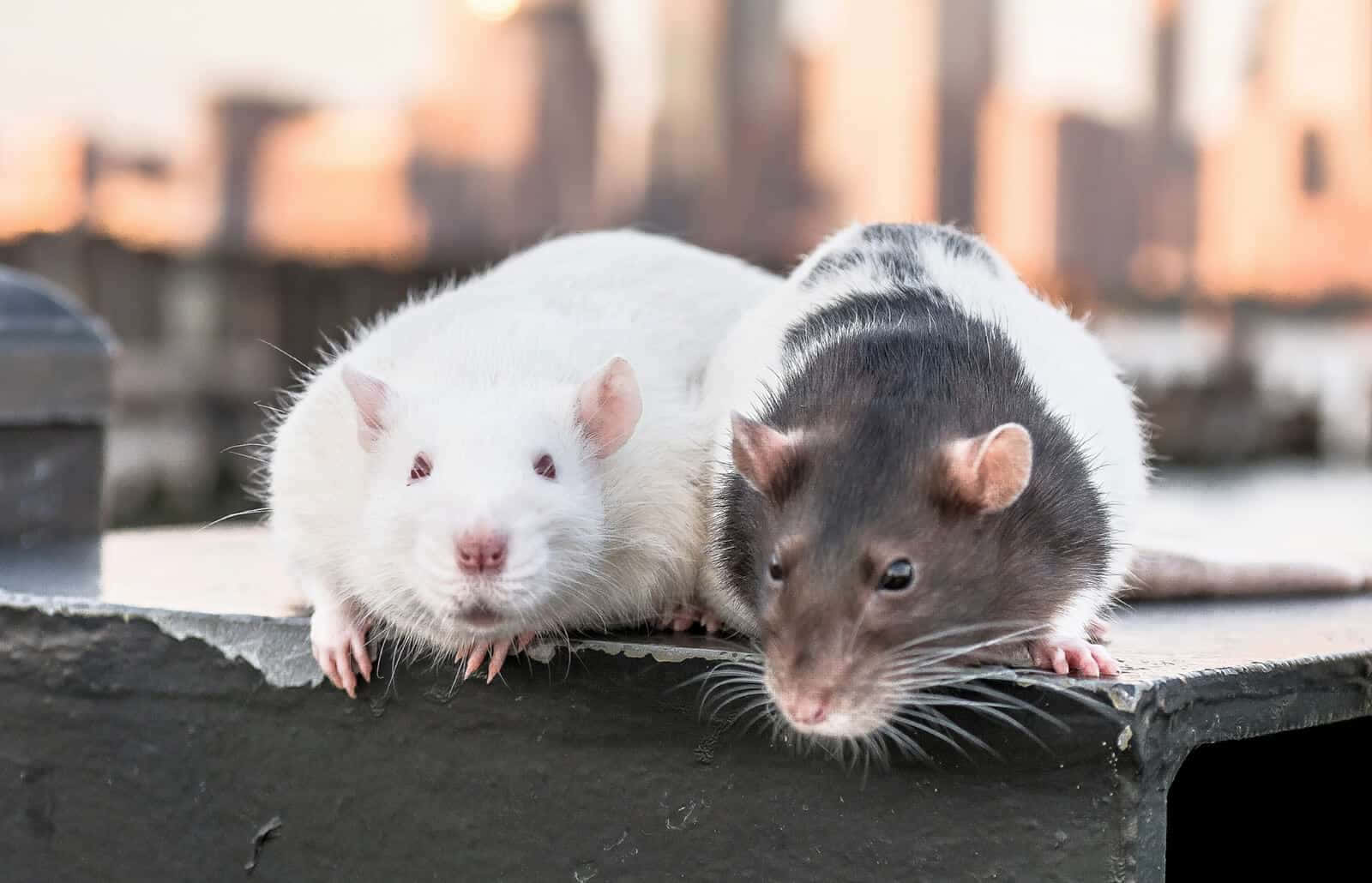 Bildvon Ratten Beim Durchstöbern
