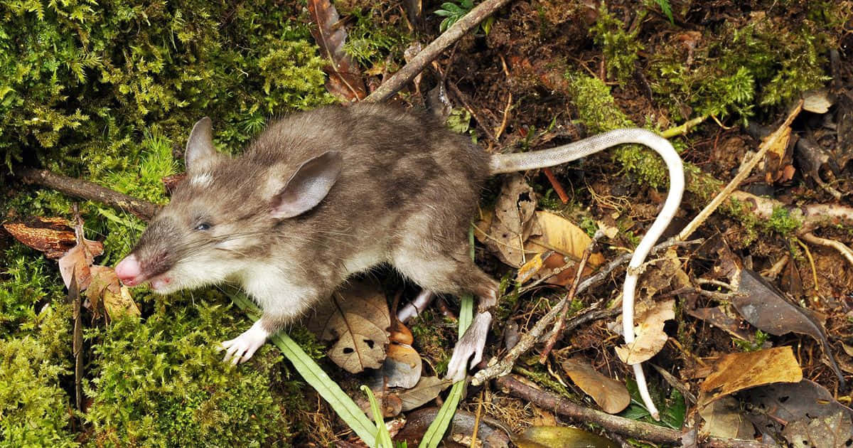 Bildeines Ratten Im Wald