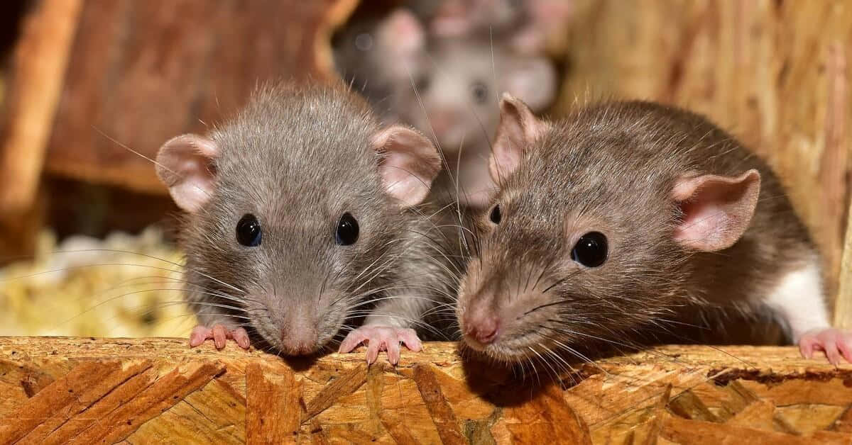 Bildvon Schnüffelnden Ratten.