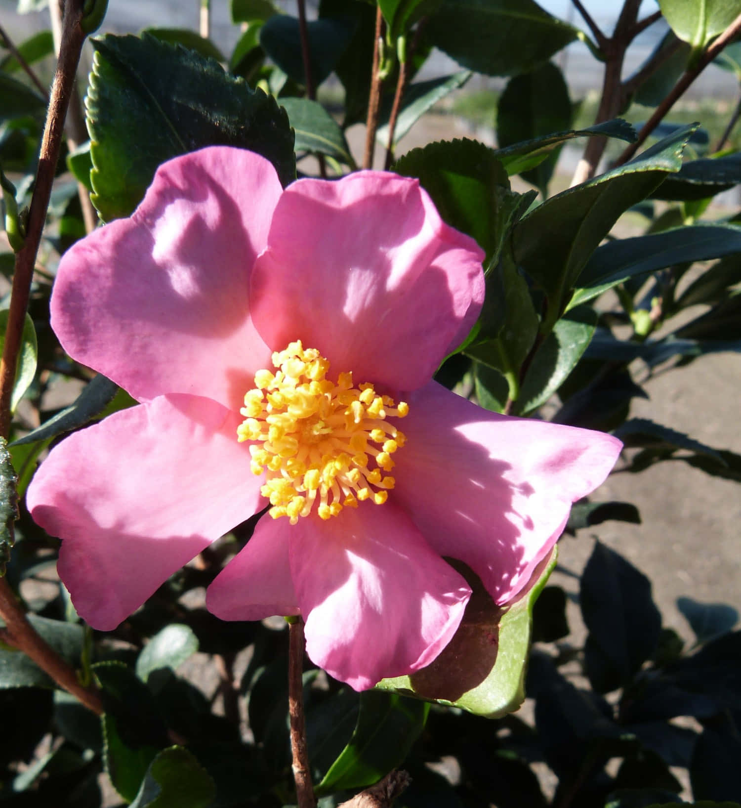 Bilderpå Camellia Sasanqua