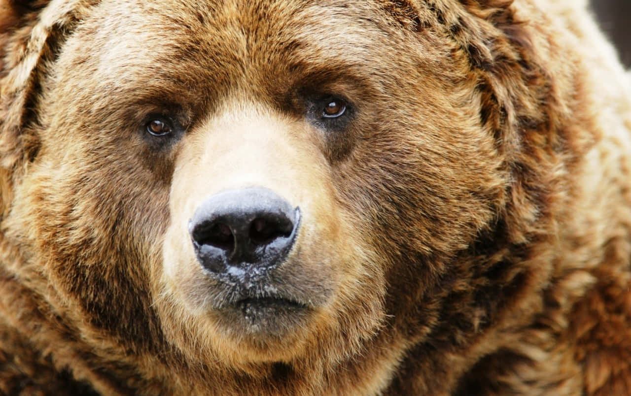 Bilderpå Kodiakbjörn