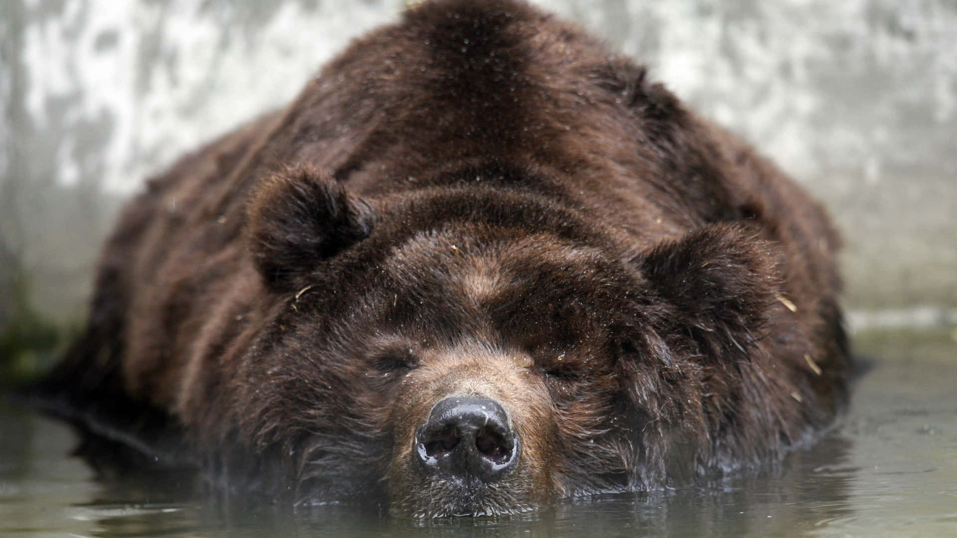 Bilderpå Kodiakbjörnar