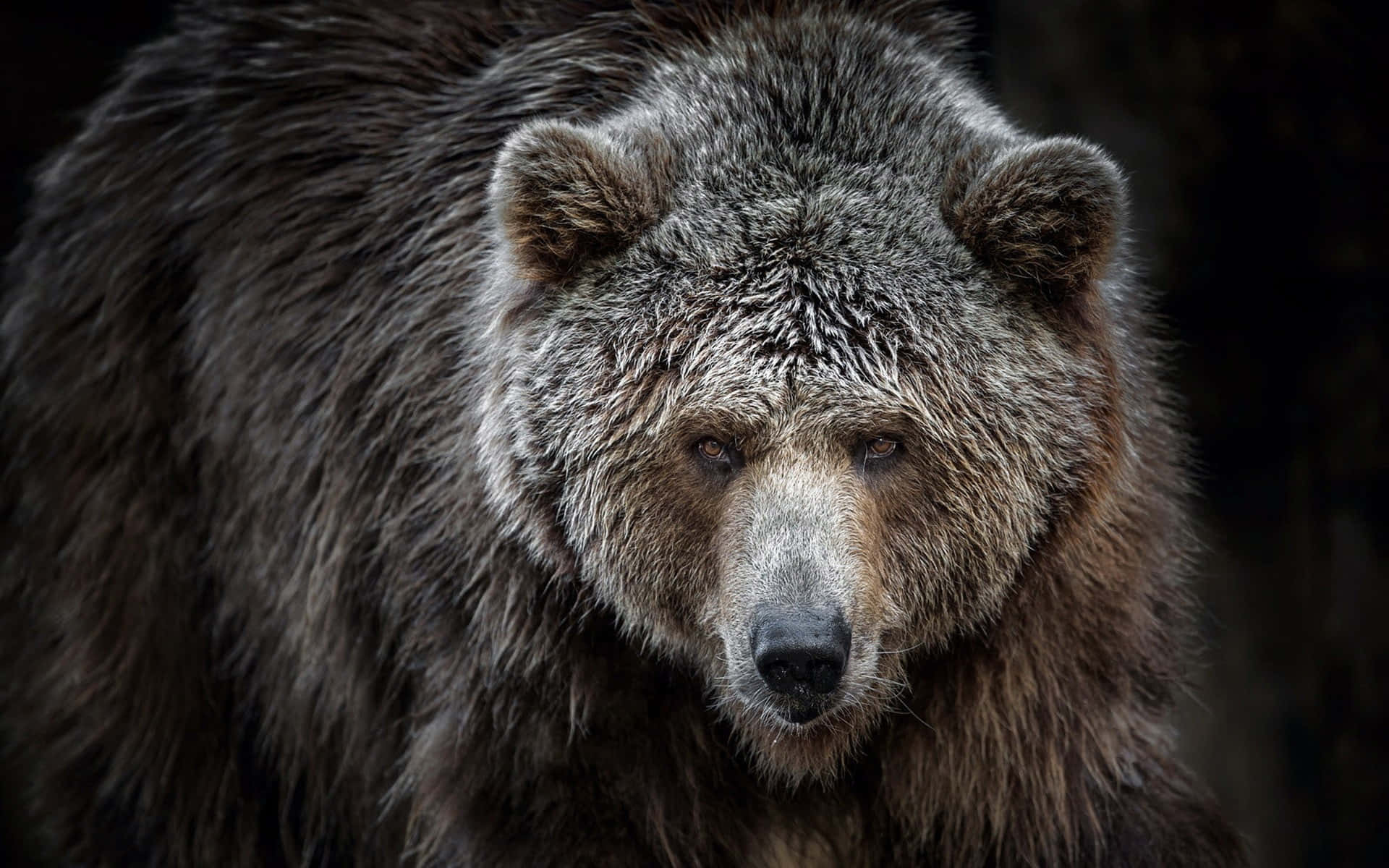 Bilderpå Kodiakbjörnar
